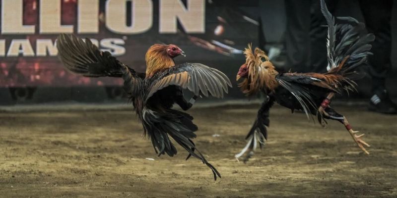 Đá gà Kuwin luôn cung cấp tỷ lệ kèo hấp dẫn, cạnh tranh