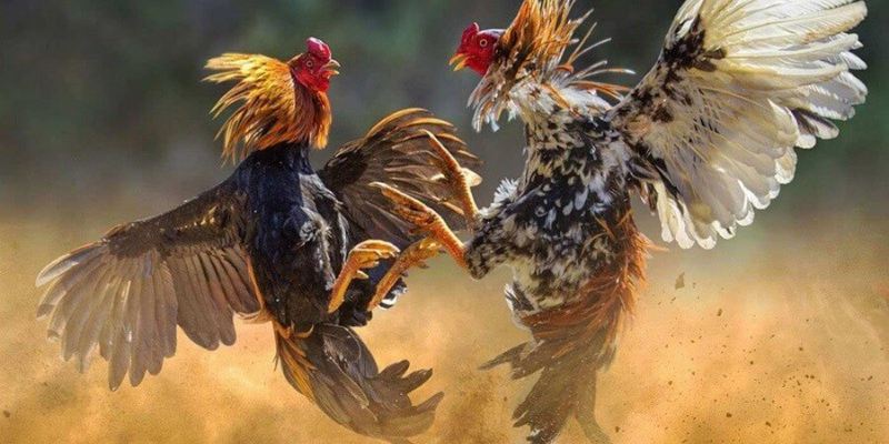 Đá gà tre diễn ra vô cùng gay cấn, mãn nhãn
